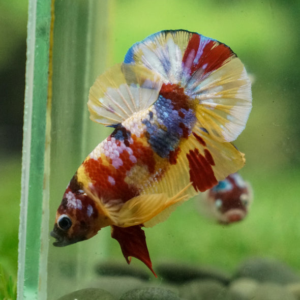 Multicolor/Galaxy Koi Plakat -13 weeks Old