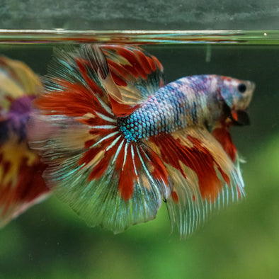 Galaxy/Candy Koi Halfmoon - 13 weeks old