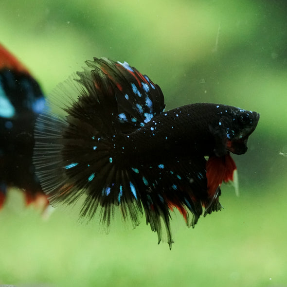 Black Base Galaxy/Candy Koi Halfmoon - 14 weeks old