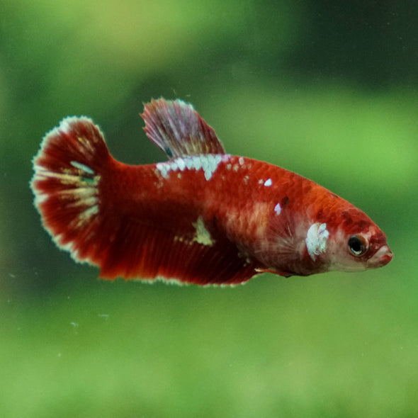 Multicolor/ Galaxy Koi Plakat- Female- 13 Weeks Old