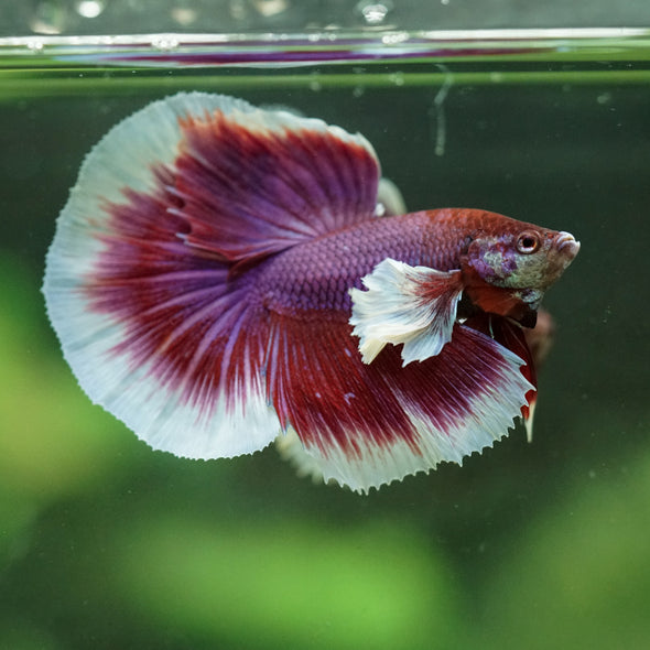 Dumbo Halfmoon - 12 weeks old