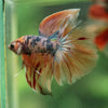 Galaxy/Candy Koi Halfmoon - 14 weeks old