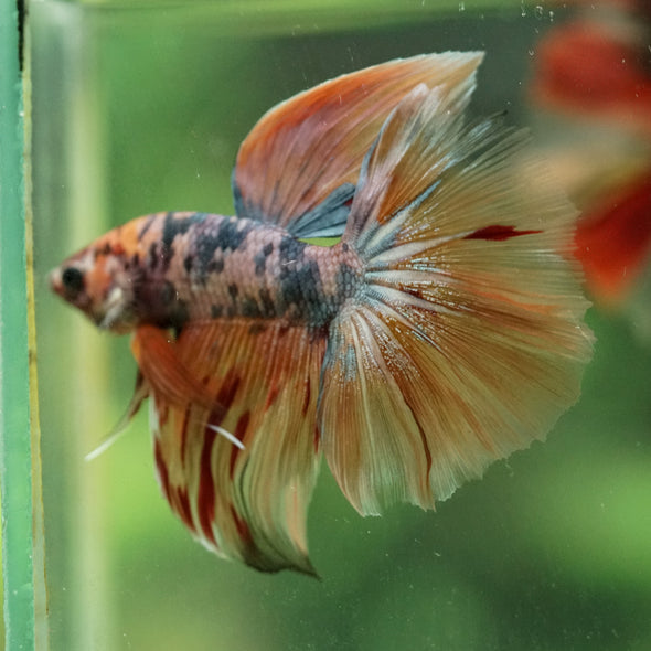Galaxy/Candy Koi Halfmoon - 14 weeks old