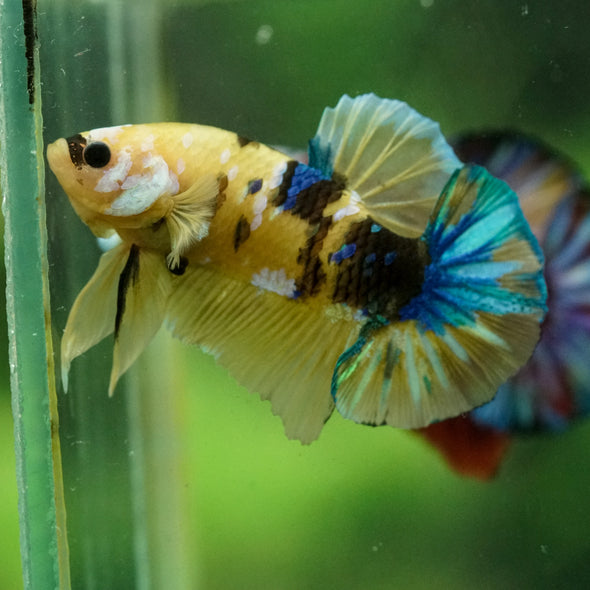 Multicolor/Galaxy Koi Plakat -16 weeks Old