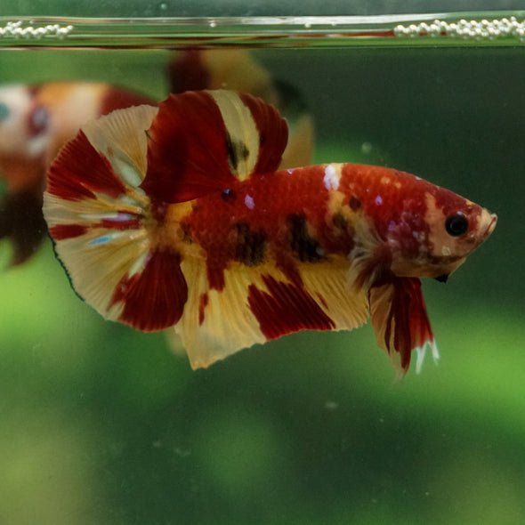 Multicolor/Galaxy Koi Plakat -13 weeks Old