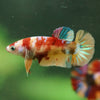 Multicolor/ Galaxy Koi Plakat- Female- 13 Weeks Old
