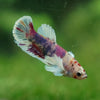 Candy Dumbo Plakat- Female- 13 Weeks Old