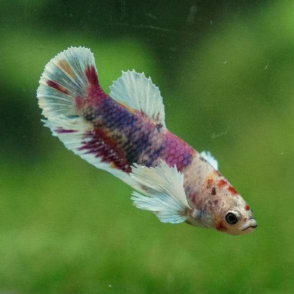 Candy Dumbo Plakat- Female- 13 Weeks Old