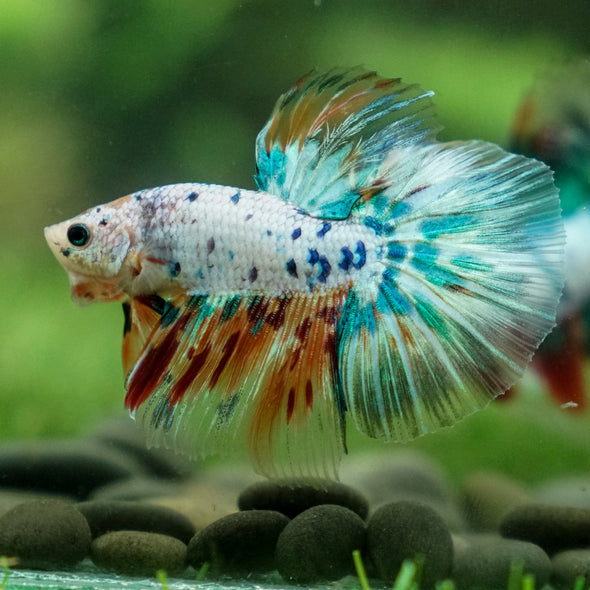 Galaxy/Candy Koi Halfmoon - 13 weeks old