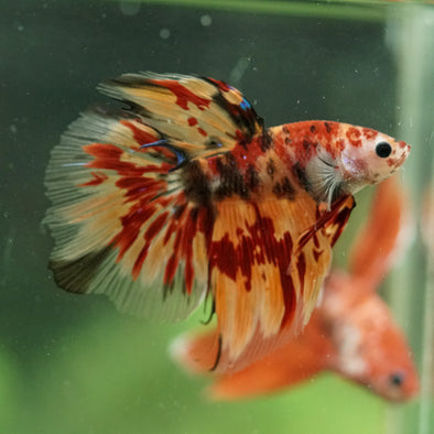 Galaxy/Candy Koi Halfmoon - 14 weeks old