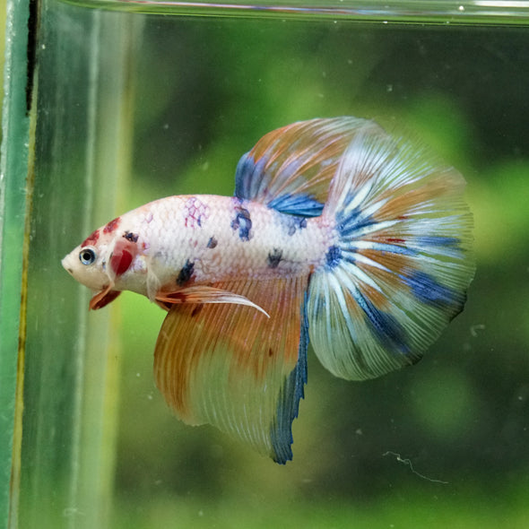 Galaxy/Candy Koi Halfmoon - 14 weeks old