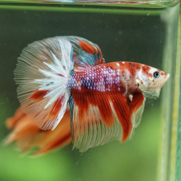 Galaxy/Candy Koi Halfmoon - 14 weeks old