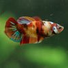 Multicolor/ Galaxy Koi Plakat- Female- 13 Weeks Old