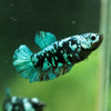 Black Galaxy Koi Plakat (Avatar) - Female- 13 Weeks Old