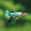 Multicolor/ Galaxy Koi Halfmoon - Female- 13 Weeks Old