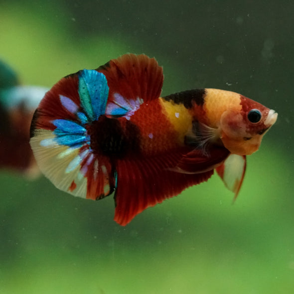 Multicolor/Galaxy Koi Plakat -16 weeks Old