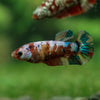 Multicolor/ Galaxy Koi Plakat - Female- 13 Weeks Old