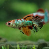 Multicolor/ Galaxy Koi Halfmoon- Female- 13 Weeks Old