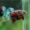 Multicolor/Galaxy Koi Plakat -11 weeks Old