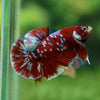 Multicolor/Galaxy Koi Plakat -16 weeks Old