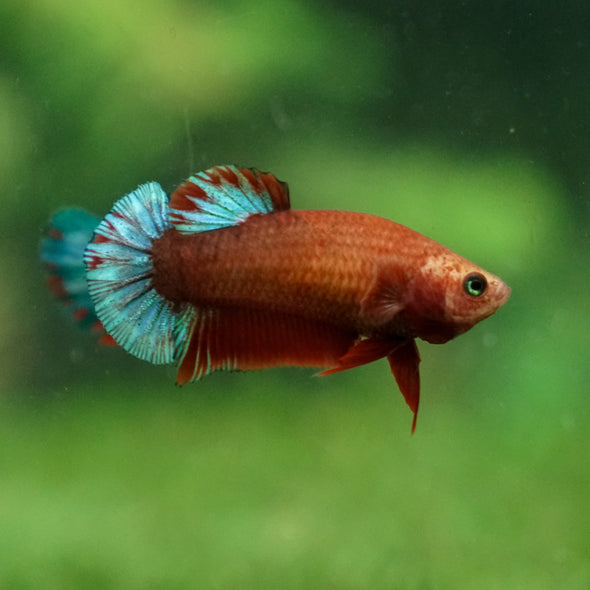 Red Fancy Plakat 13 Week Old- Female