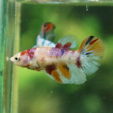 Multicolor/ Galaxy Koi Halfmoon - Female- 13 Weeks Old