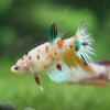 Multicolor/ Galaxy Koi Halfmoon- Female- 13 Weeks Old