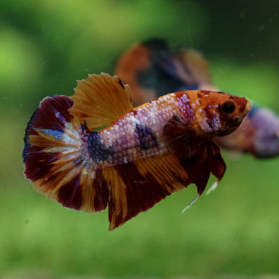 Multicolor/Galaxy Koi Plakat -13 weeks Old