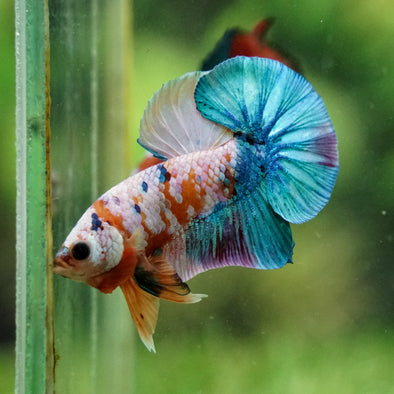 Multicolor/Galaxy Koi Plakat -16 weeks Old
