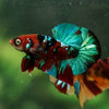 Multicolor/Galaxy Koi Plakat -16 weeks Old