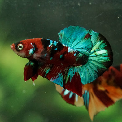 Multicolor/Galaxy Koi Plakat -16 weeks Old