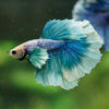 Dumbo Halfmoon - 12 weeks old