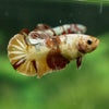 Multicolor/ Galaxy Koi Plakat - Female- 13 Weeks Old