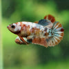 Multicolor/ Galaxy Koi Plakat - Female- 13 Weeks Old