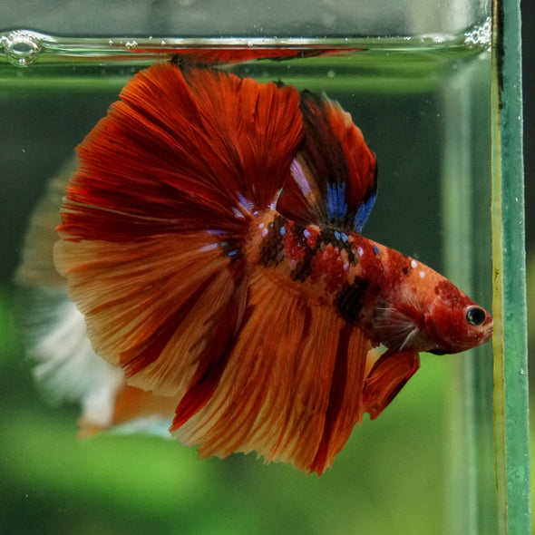 Galaxy/Candy Koi Halfmoon - 14 weeks old