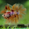 Galaxy/Candy Koi Halfmoon - 14 weeks old