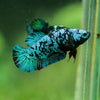 Black Galaxy Koi Plakat (Avatar) - Female- 13 Weeks Old