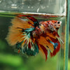 Galaxy/Candy Koi Halfmoon - 14 weeks old