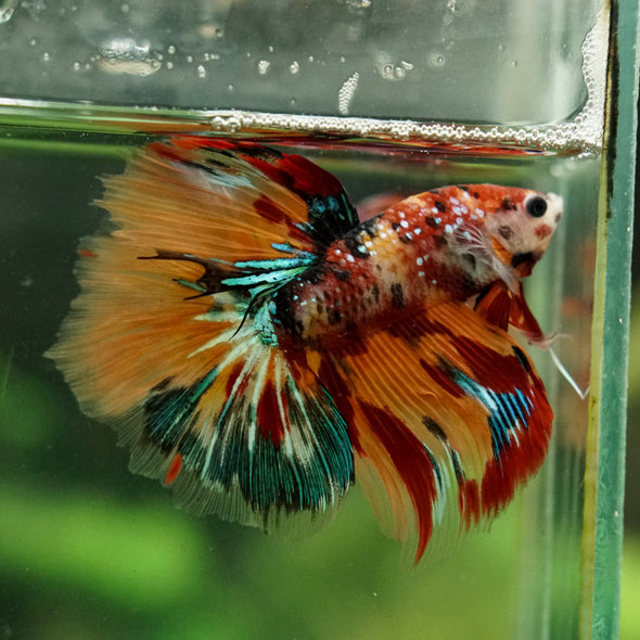 Galaxy/Candy Koi Halfmoon - 14 weeks old