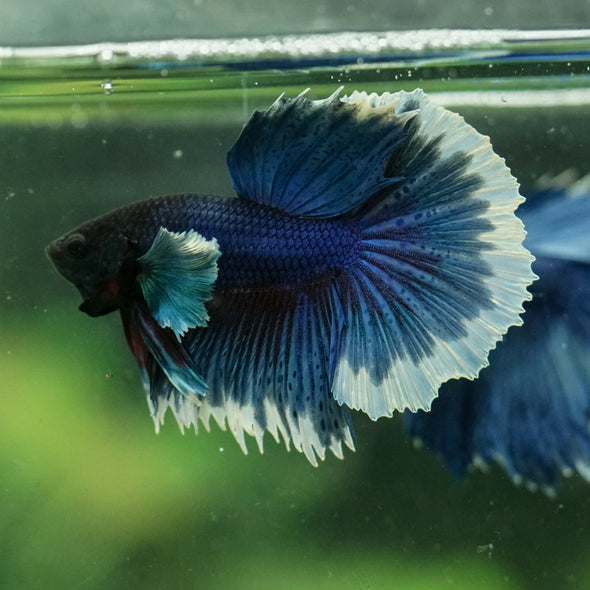 Dumbo Halfmoon - 12 weeks old