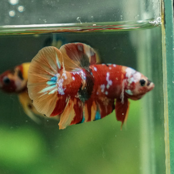 Multicolor/Galaxy Koi Plakat -13 weeks Old