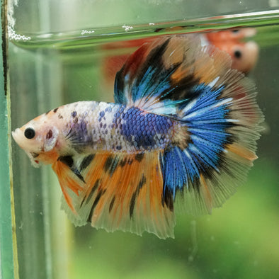 Galaxy/Candy Koi Halfmoon - 14 weeks old