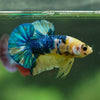 Multicolor/Galaxy Koi Plakat -16 weeks Old