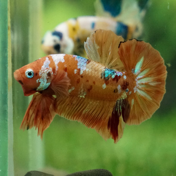 Multicolor/Galaxy Koi Plakat -13 weeks Old