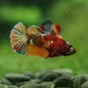 Multicolor/ Galaxy Koi Plakat- Female- 13 Weeks Old