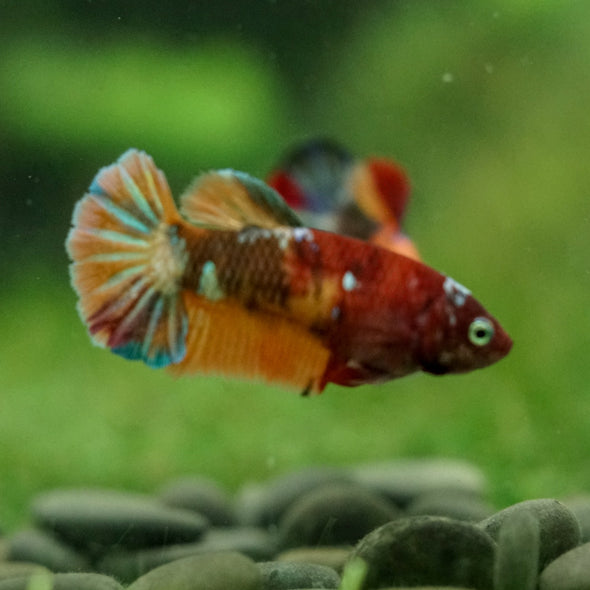 Multicolor/ Galaxy Koi Plakat- Female- 13 Weeks Old