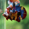 Multicolor/Galaxy Koi Plakat -16 weeks Old