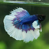 Dumbo Halfmoon - 12 weeks old