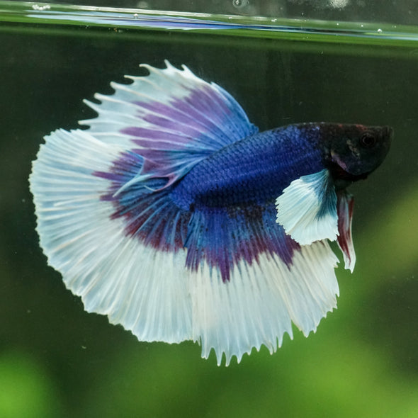 Dumbo Halfmoon - 12 weeks old