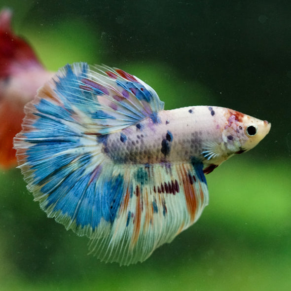 Galaxy/Candy Koi Halfmoon - 11 weeks old